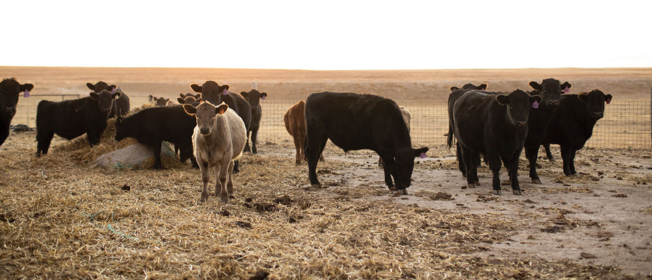 Order Now - Whiskey Ridge Beef | Creating a Legacy