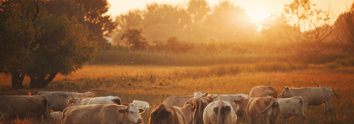 The Benefits of Grass-Fed and Finished Beef