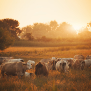 The Benefits of Grass-Fed and Finished Beef